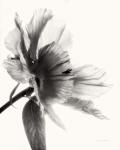 Translucent Peony II BW