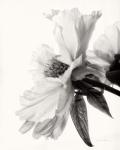 Translucent Peony IV BW