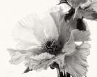 Translucent Peony V BW