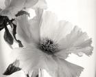 Translucent Peony VI BW