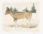 Wilderness Collection Deer