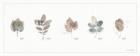 A Woodland Walk XV