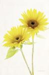 Light and Bright Floral VII
