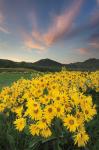 Methow Valley Wildflowers I