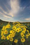 Methow Valley Wildflowers II