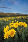 Methow Valley Wildflowers III