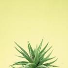 Succulent Simplicity I