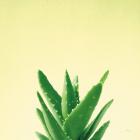 Succulent Simplicity V