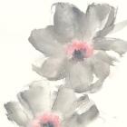 Gray Blush Cosmos II