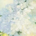 White Lilacs Bright