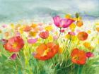 Meadow Poppies