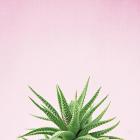 Succulent Simplicity I on Pink