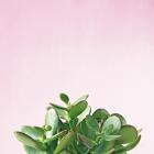 Succulent Simplicity III on Pink