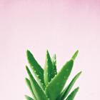 Succulent Simplicity V on Pink