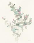 Eucalyptus II