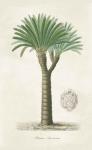 Palm Tree Cycas Crest