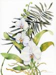 Botanical Phalaenopsis