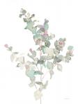 Eucalyptus II White