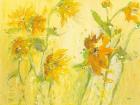 Your Sweet Orange Flowers