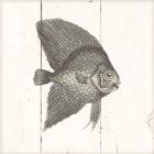 Fish Sketches III Shiplap