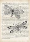 Vintage Dragonflies on Newsprint