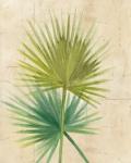 Fan Palm