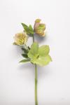 Hellebore Study I