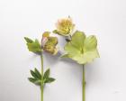 Hellebore Study IV