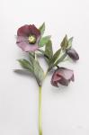 Hellebore Study V