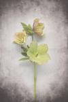 Vintage Hellebore Study I