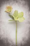 Vintage Hellebore Study II