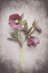 Vintage Hellebore Study V