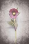 Vintage Hellebore Study VI