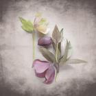 Vintage Hellebore Study VII