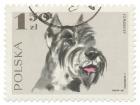 Poland Stamp I on White