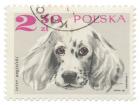 Poland Stamp IV on White
