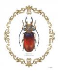 Adorning Coleoptera I