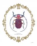 Adorning Coleoptera II