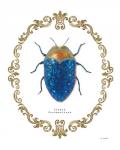 Adorning Coleoptera V