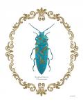 Adorning Coleoptera VIII