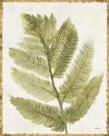 Forest Ferns I Antique