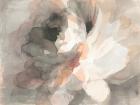 Abstract Peony