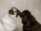 Pooch Smooch