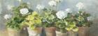 White Geraniums v2