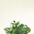 Succulent Simplicity III Neutral