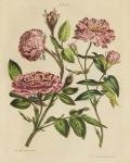 Herbal Botany XVIII v2 Crop