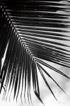 Palm Frond II