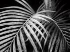 Palm Fronds