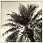 Palm Tree Sepia I