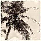 Palm Tree Sepia II